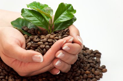 Urpsprung des Kaffee