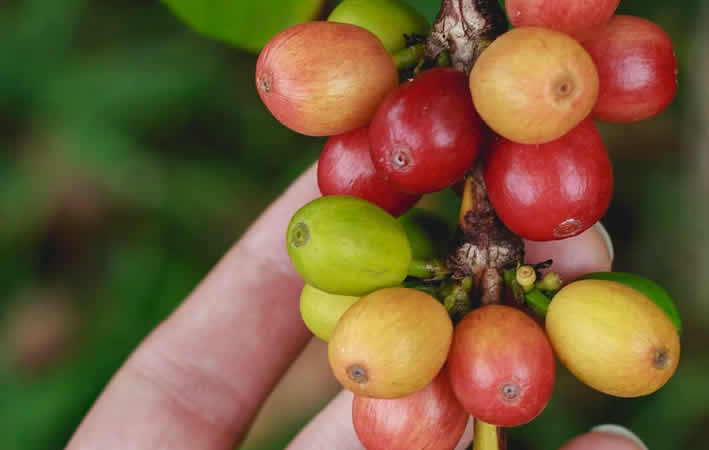Hawaii Kona Kaffee – Exklusiver Kaffeegenuss aus dem Kona Coffee Belt